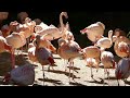 Greater Flamingos Chilean Flamingos LA Zoo Los Angeles California USA March 7 2022 Conservation