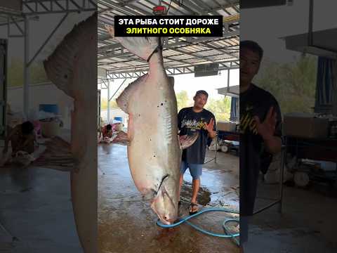 Самые дорогие рыбы