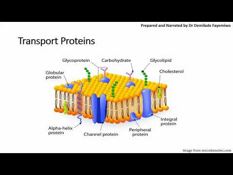 Chapter 4.1: Cell Membranes and Transport, Phospholipids and  Cell Signaling