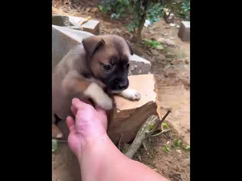 Mini firulais no quiere comer