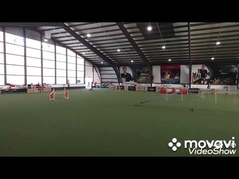 Marianne and Malinois Django A1 Agility competition in Wülfrath Germany 2021