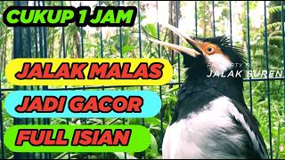 Download lagu Masteran Jalak Suren Isian Mewah Gacor Full Isian Tembakan Variasi Suara Unik juara mp3 Download lagu Masteran Jalak Suren Isian Mewah Gacor Full Isian Tembakan Variasi Suara Unik juara mp3
