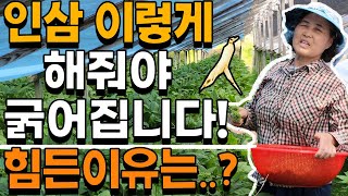 인삼 이것 따주느라 여름에 힘들어요 인삼재배 인삼농사