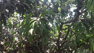 Shri.Yashavant Shetye, Dapoli on diffuser technology used for Mangoes.