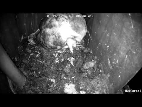 Owlet Swallows A Mouse Whole.  Owl Box C - 2/14/24 - 12:59 am