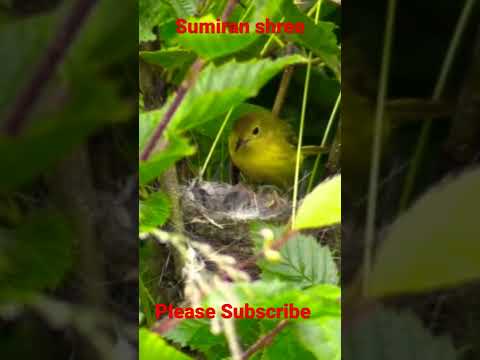 #meri maa ke barabar koi nahi,#youtubeshorts,#shortvideo,#youtube,#sumiran shree,@manoj day