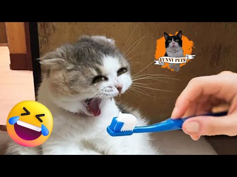 Video funny cats 2023 : The Best Cat Comedy Moments! #funnycats