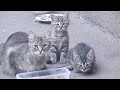 Two Tabby Kittens And Mama Cat Hissing At Me First Time