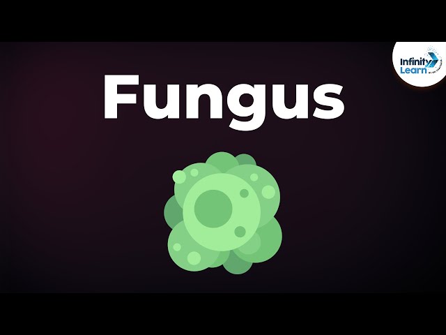 Video Pronunciation of coenocytic in English