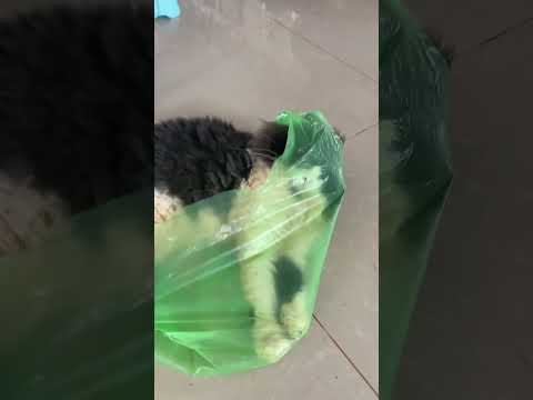 My cat 🐱 like to sleep on the plastic bag | Panda smart cat
