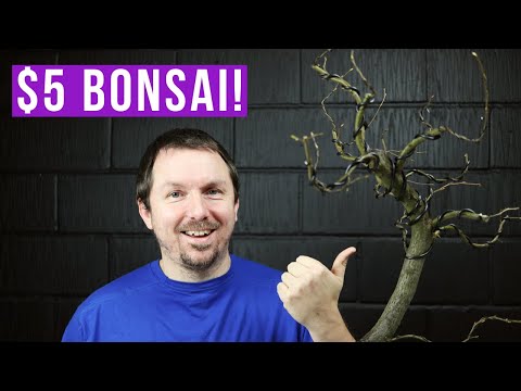 Making Bonsai from Cheap Nursery Stock
