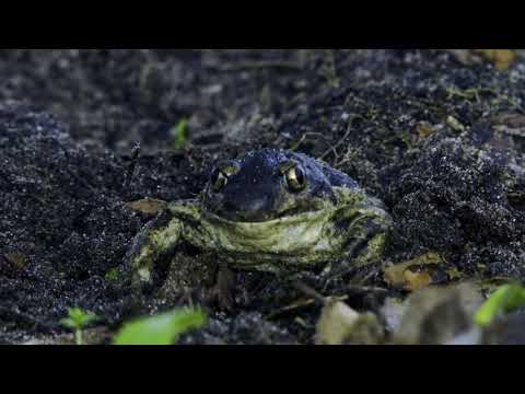 Kleine Auswahl an Naturaufnahmen, gemacht dem Nikkor AI 4,5/50-300mm ED an Sony A6300.