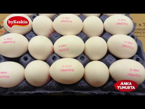 byKeskin Eggs