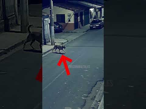 El perro protege a la niña en la noche