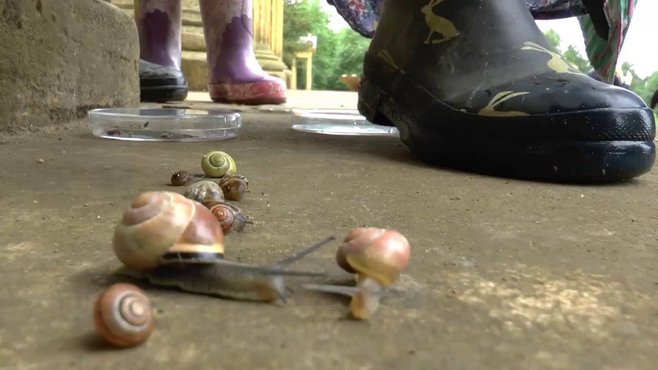 Set up a snail race at Stowe!