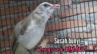 Download lagu Pancingan TRUCUK OMBYOKAN yg susah bunyi PASTI NYAUT❗ mp3