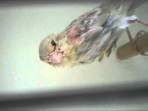 comment traiter les poux des oiseaux