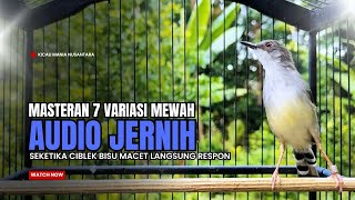 Download lagu suara burung CIBLEK GACOR NGEBREN Pancingan Ciblek Semi bahan jadikan ciblek kristal gacor Tarung mp3