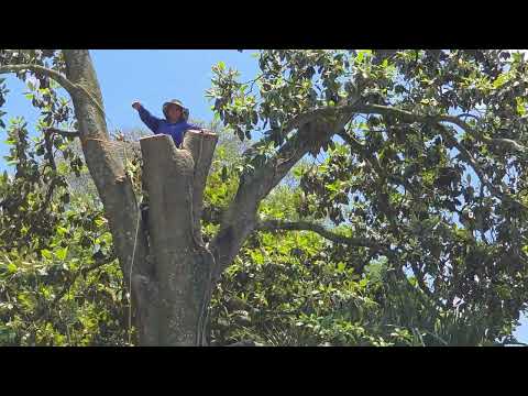 Tree Removal in Jacksonville, FL — 2026