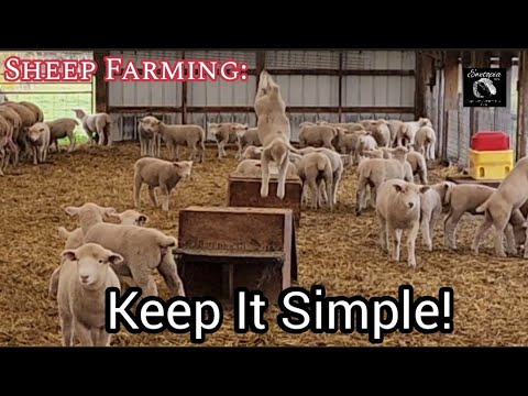 , title : 'Peternakan Domba: Cara Menjadi Lebih Menguntungkan Dengan Domba - Sederhanakan!'