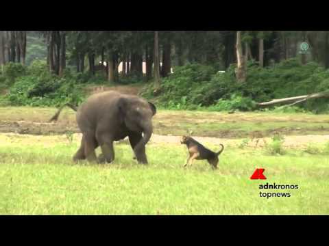 L'elefantino gioca col cane...