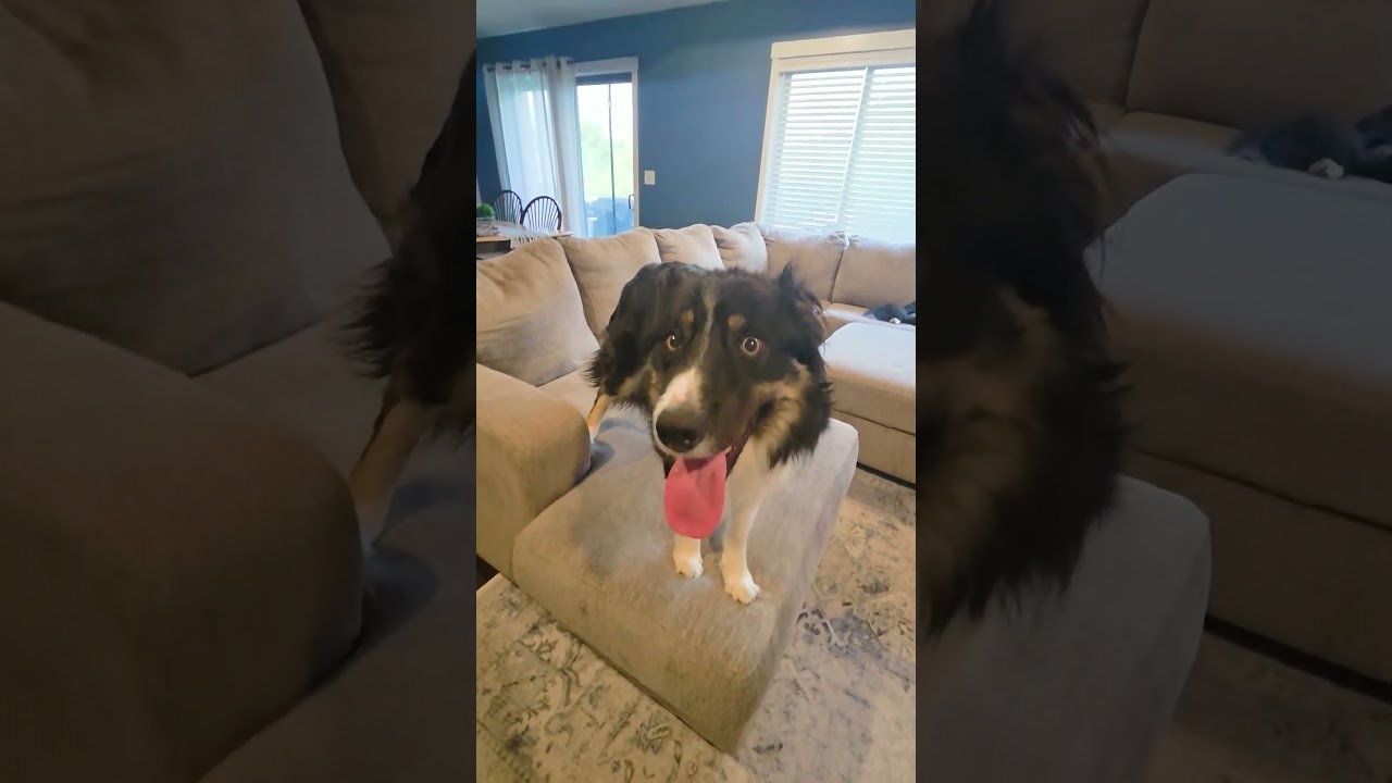 Marco, a ADOPTABLE mixed breed in Rochester, MN video 4/6