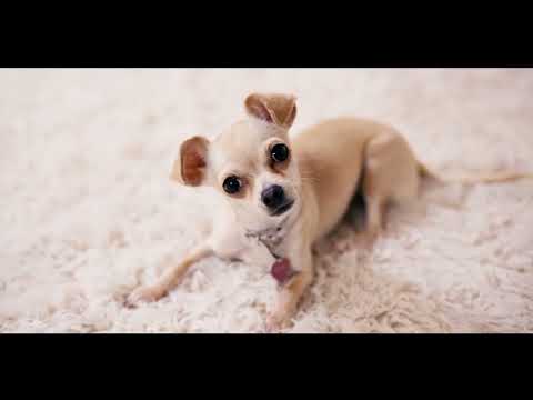 Unlocking the Secrets to a Nutrient-Rich Dog Diet