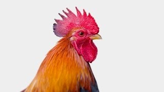 Ce compus biologic important crezi ca se ascunde in creasta de cocos?