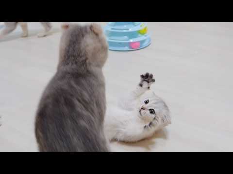 YouTube 썸네일