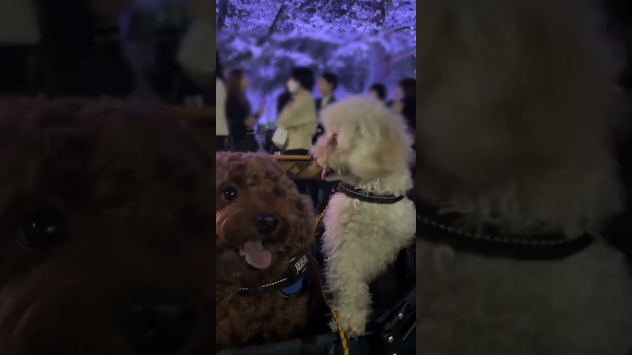 felt like a dream… 🌸🐶 Night cherry blossoms with my dogs #shorts  #toypoodle #japan #sakura