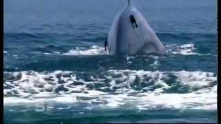 preview picture of video 'worlds greatest blue whale colony in sri lanka. www.lankadreamtours.com'