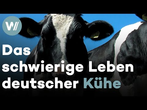 Leben einer Hochleistungskuh - Rinderzucht in Deutschland (Dokumentarfilm "Die schöne Krista", 2013)