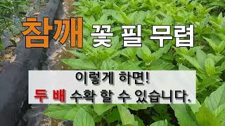 참깨 꽃 필 무렵 이렇게 하면 두 배 수확 할 수 있습니다.# 주말농장 도시텃밭 참깨 가꾸기!