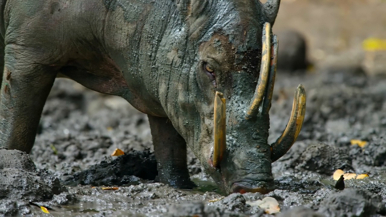 Strangest Creatures on Earth | A paradise born of chaos