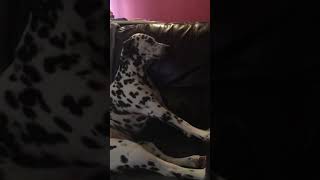 Dalmatian saying I love you
