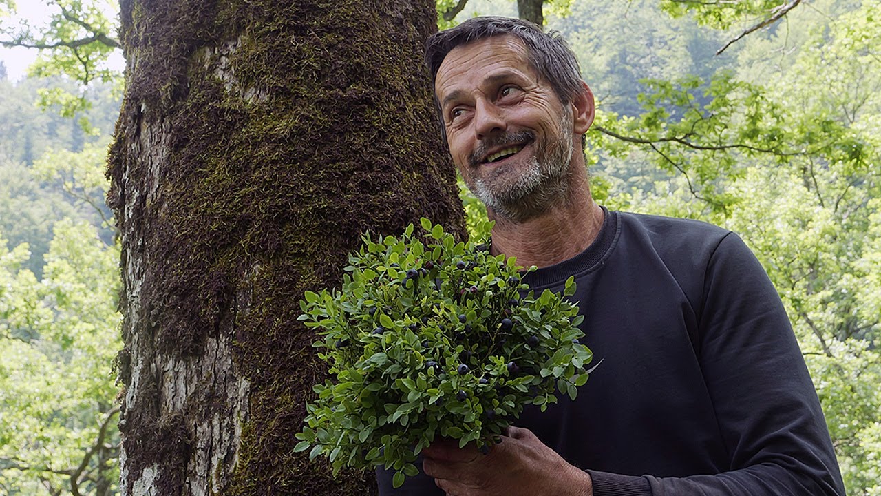 Kralj borovnica sa grebenom dnevno nabere 100 kilograma dragocjenog šumskog voća