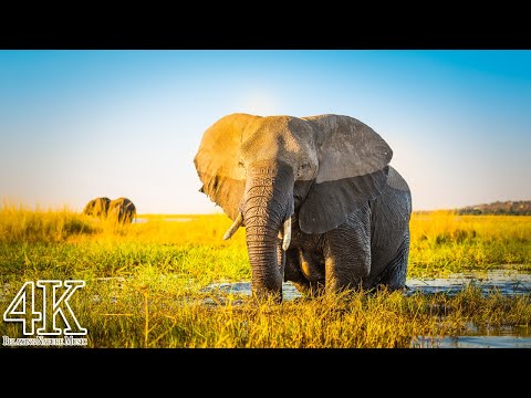Wildlife in Botswana 4K - Chobe National Park, Botswana | Scenic Relaxation Film with Calming Music