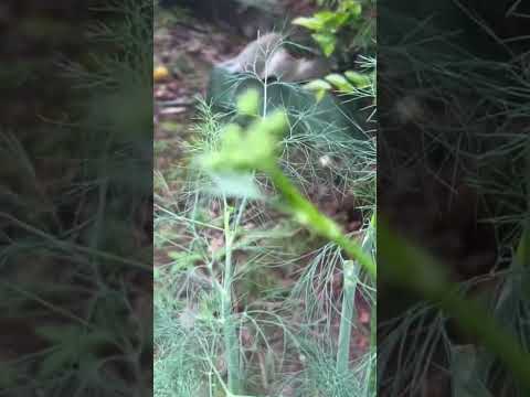 パセリを庭に、または室内の鉢にいつ播くのですか?  庭園