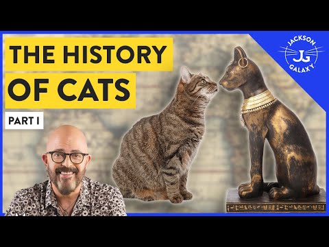 The Wild Ancestor of Today's Domestic Cats