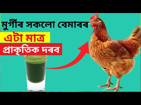 কুকুৰাৰ সকলো বেমাৰৰ এটা মাত্ৰ প্ৰাকৃতিক দৰৱ(Murgi palan,Chicken care)