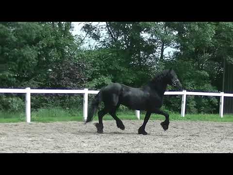 Stal Okkema's M. Tjalling - Rik x Pike - stallion - 2012 - 1.65