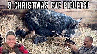 Brand New Piglets! Who Is Officially The Father of 8 Kune Kune Piglets at Paragon Ridge Ranch?