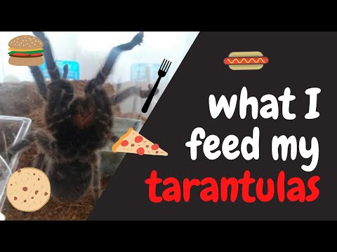 What I Feed My Tarantulas (And Why!)