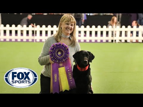 ‘Heart’ the black lab wins the Masters Obedience Championship for the 4th straight year | FOX SPORTS