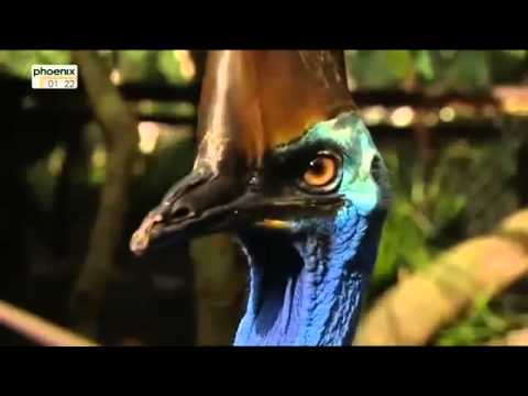 Steffens Entdeckt Australien Der Giftige Kontinent Doku Über Australien Teil 1