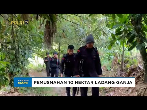 SATUAN BRIMOB POLDA SUMUT MUSNAHKAN 10 HEKTAR LADANG GANJA DI PERBUKITAN MANDAILING NATAL