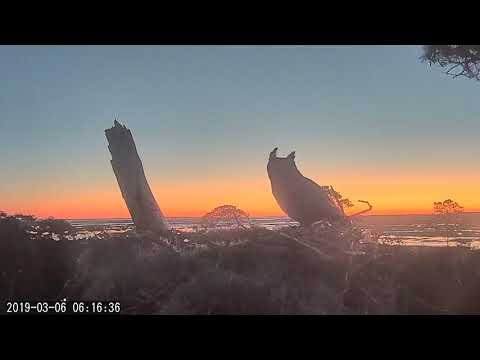 Great Horned Owl Visits Savannah Nest at Sunrise, March 6, 2018