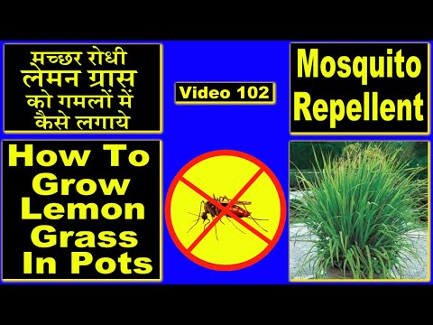 , title : 'Lemongrass a Mosquito Repellent Plant|How to Grow in pots'