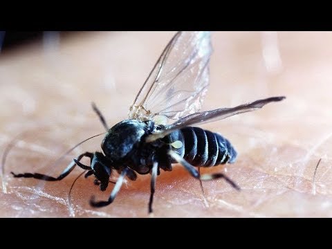 Gefährliche Blutsauger: Die Kriebelmücken auf dem Vormarsch | SWR | Landesschau Rheinland-Pfalz