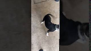 Staffordshire Bull Terrier Puppies Videos